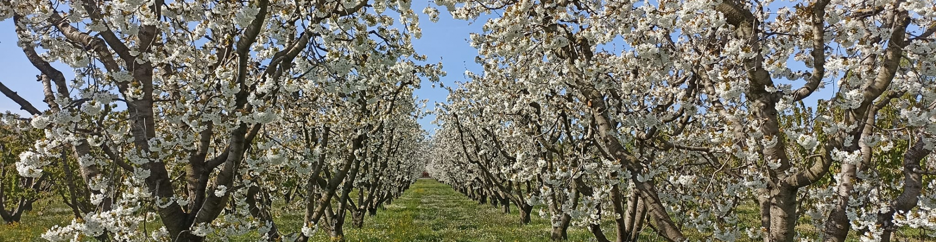 Fra i filari di ciliegi di Vignola per il lancio di MACFRUT 2022